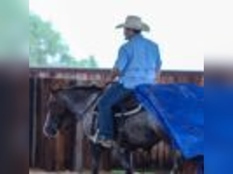 American Quarter Horse Stute 7 Jahre 137 cm Rotbrauner in Stephenville TX