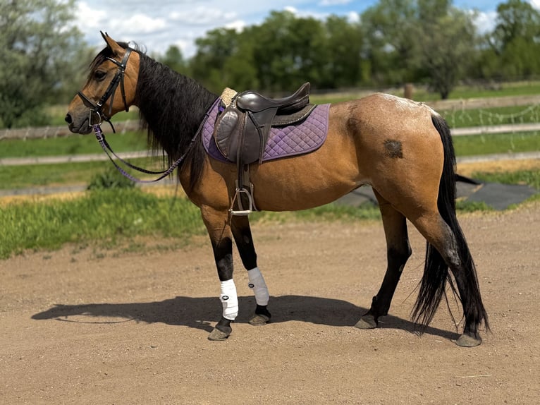 American Quarter Horse Stute 7 Jahre 142 cm Buckskin in Fort Collins`