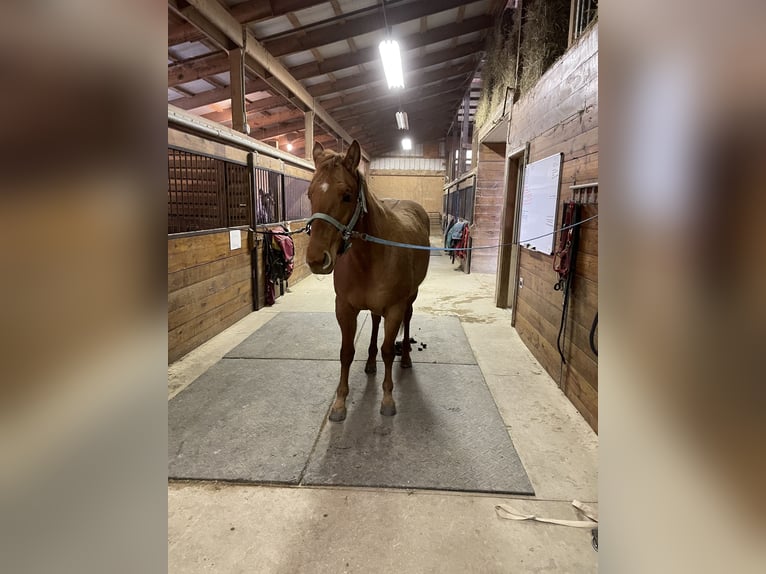 American Quarter Horse Stute 7 Jahre 142 cm Dunkelfuchs in Wooster