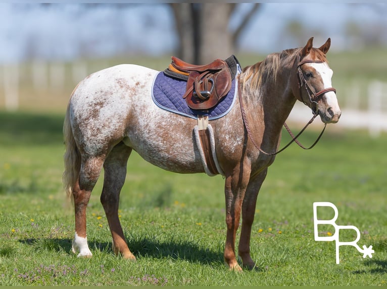 American Quarter Horse Stute 7 Jahre 142 cm Dunkelfuchs in Mountain Grove MO