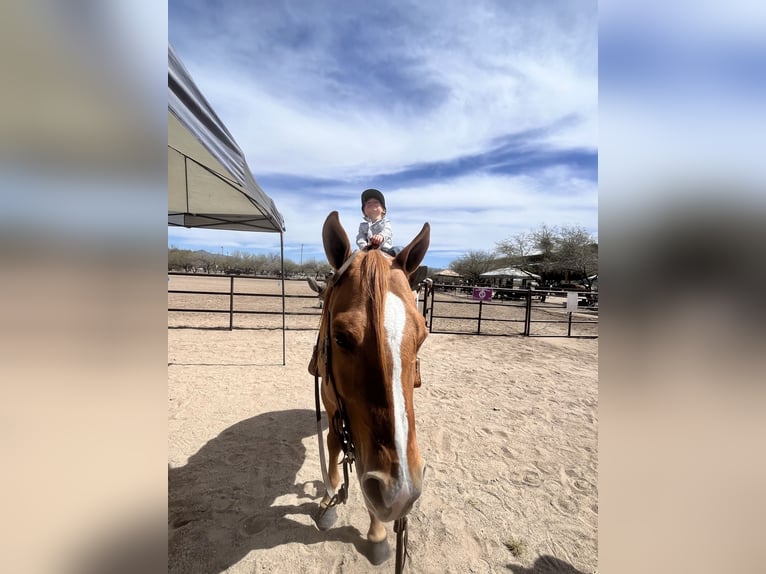 American Quarter Horse Stute 7 Jahre 142 cm Falbe in Willcox
