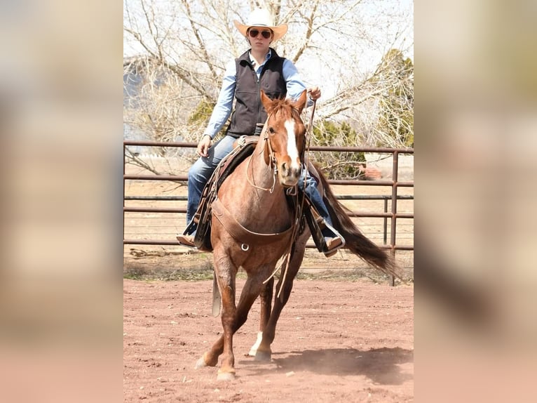 American Quarter Horse Mix Stute 7 Jahre 142 cm Roan-Red in Flagstaff, AZ