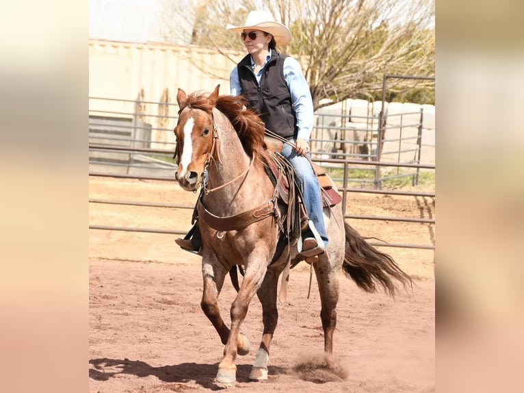 American Quarter Horse Mix Stute 7 Jahre 142 cm Roan-Red in Flagstaff, AZ