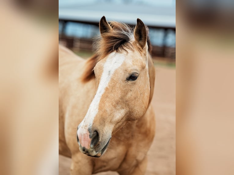 American Quarter Horse Stute 7 Jahre 145 cm Buckskin in Normangee