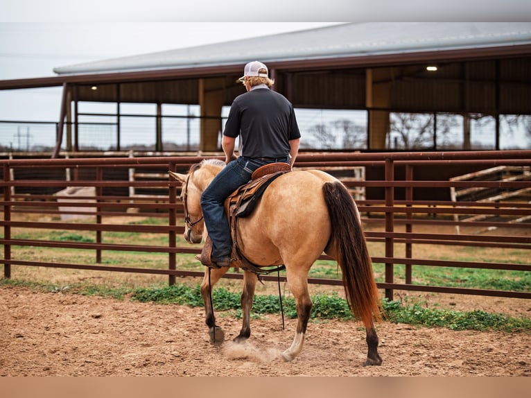 American Quarter Horse Stute 7 Jahre 145 cm Buckskin in Normangee