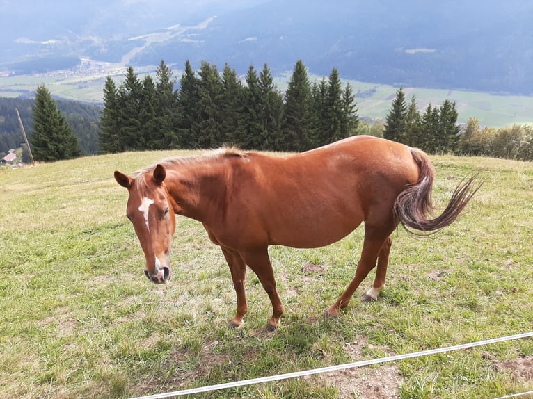 American Quarter Horse Stute 7 Jahre 145 cm Fuchs in Tramun 2