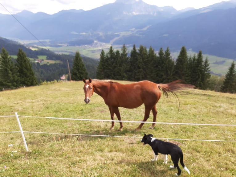 American Quarter Horse Stute 7 Jahre 145 cm Fuchs in Tramun 2