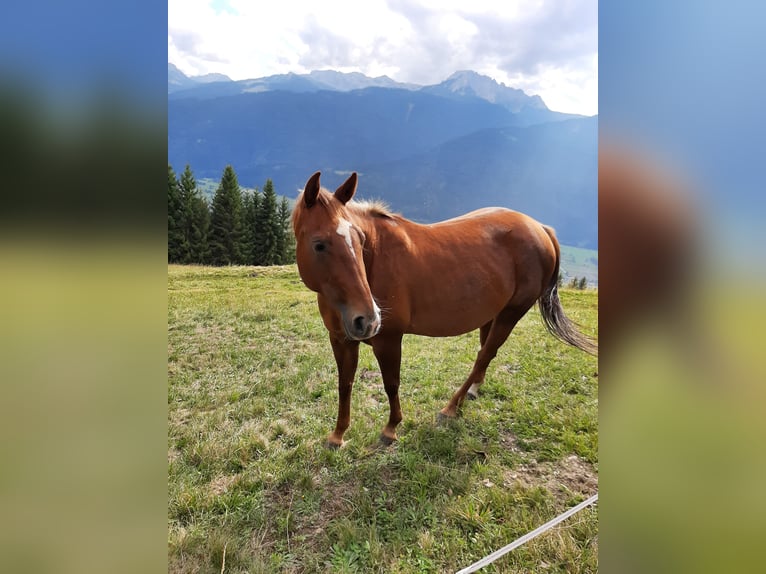 American Quarter Horse Stute 7 Jahre 145 cm Fuchs in Tramun 2