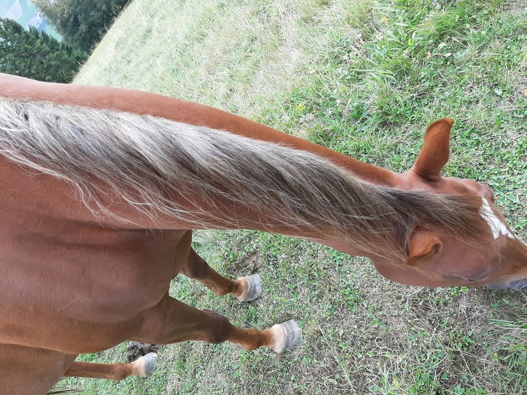 American Quarter Horse Stute 7 Jahre 145 cm Fuchs in Tramun 2