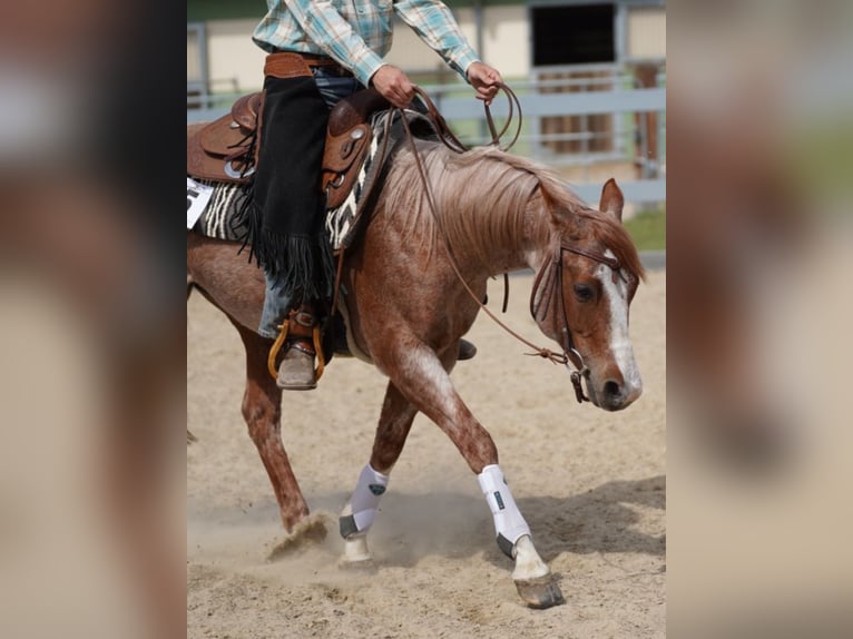American Quarter Horse Stute 7 Jahre 145 cm Roan-Red in Rhinow