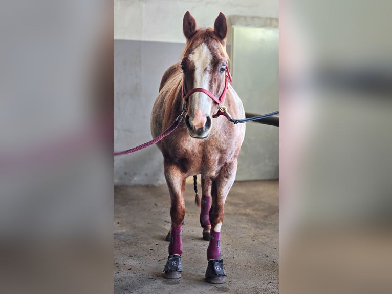 American Quarter Horse Stute 7 Jahre 145 cm Roan-Red in Rhinow