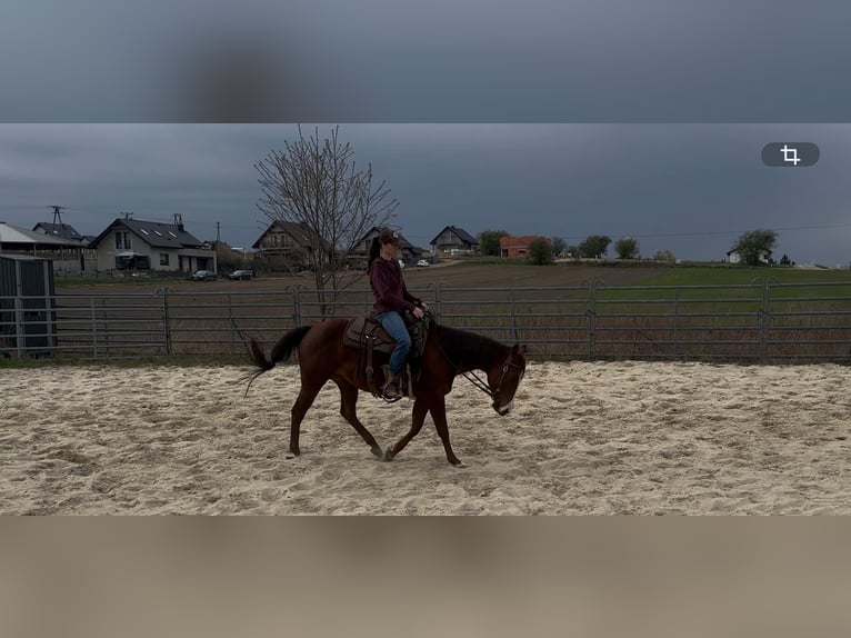 American Quarter Horse Stute 7 Jahre 146 cm Dunkelfuchs in Świerklaniec