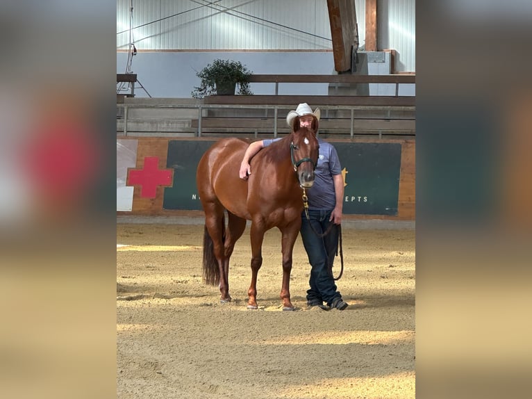 American Quarter Horse Stute 7 Jahre 146 cm Fuchs in Geisenfeld