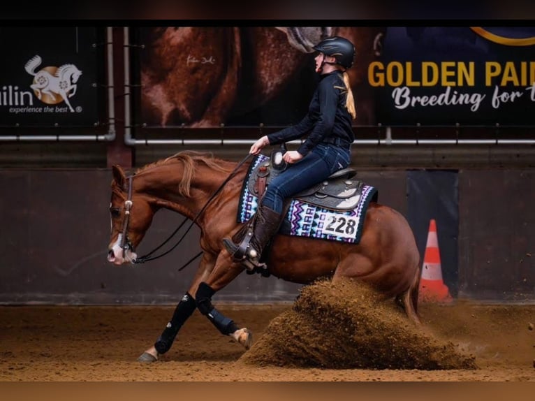 American Quarter Horse Stute 7 Jahre 146 cm Fuchs in Kierspe