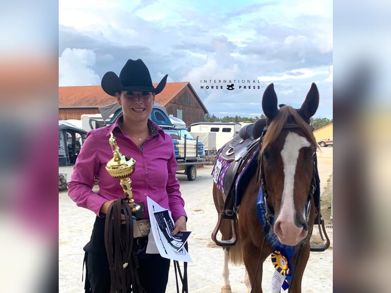 American Quarter Horse Stute 7 Jahre 146 cm Fuchs in Kierspe