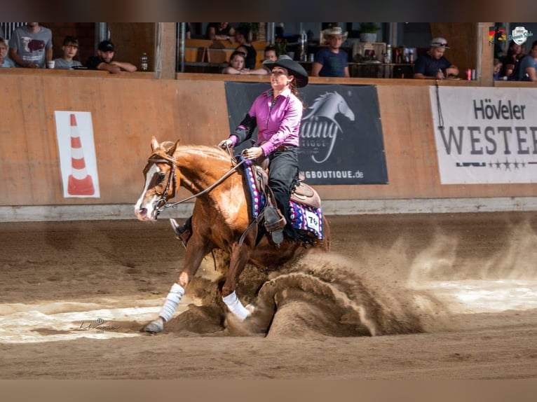 American Quarter Horse Stute 7 Jahre 146 cm Fuchs in Kierspe