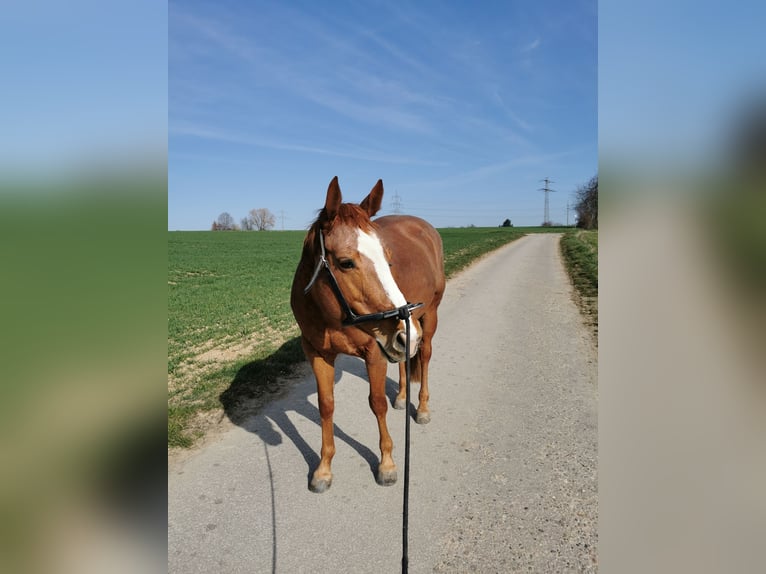 American Quarter Horse Stute 7 Jahre 146 cm Fuchs in Schwaikheim