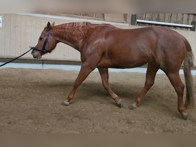 American Quarter Horse Stute 7 Jahre 146 cm Fuchs in Schwaikheim