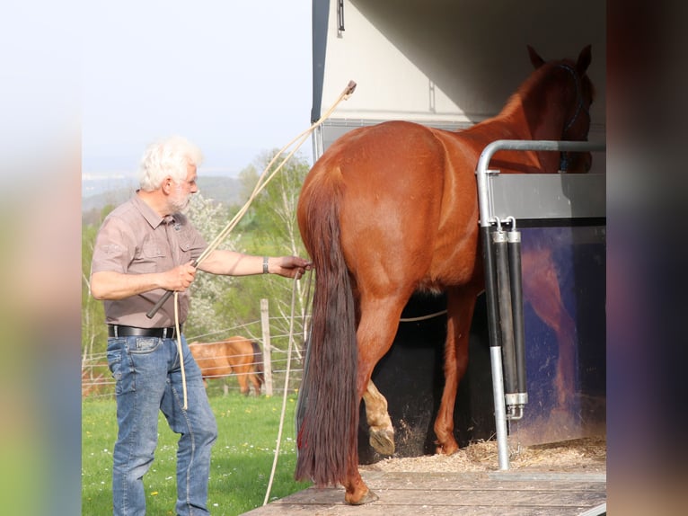 American Quarter Horse Stute 7 Jahre 146 cm Fuchs in Müglitztal