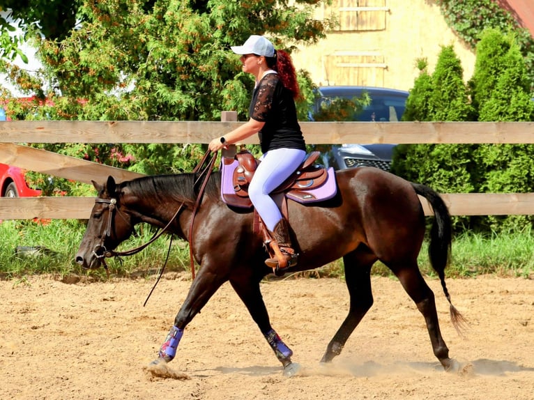 American Quarter Horse Stute 7 Jahre 147 cm Brauner in Oberkrämer