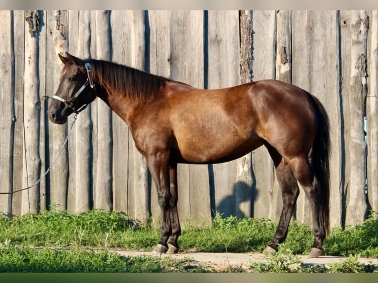 American Quarter Horse Stute 7 Jahre 147 cm Brauner in Oberkrämer