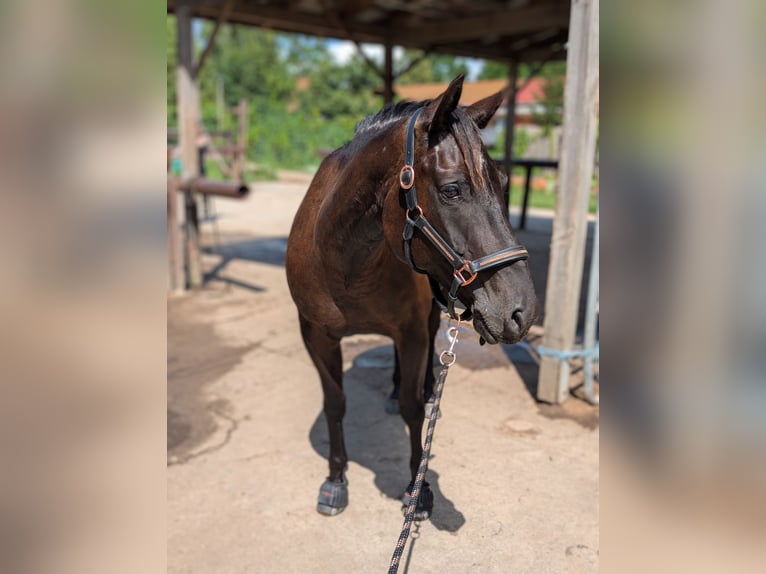American Quarter Horse Stute 7 Jahre 147 cm Brauner in Oberkrämer