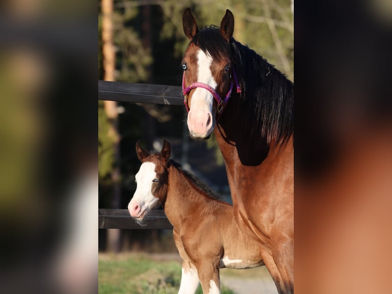 American Quarter Horse Stute 7 Jahre 147 cm Brauner in Travelsjö