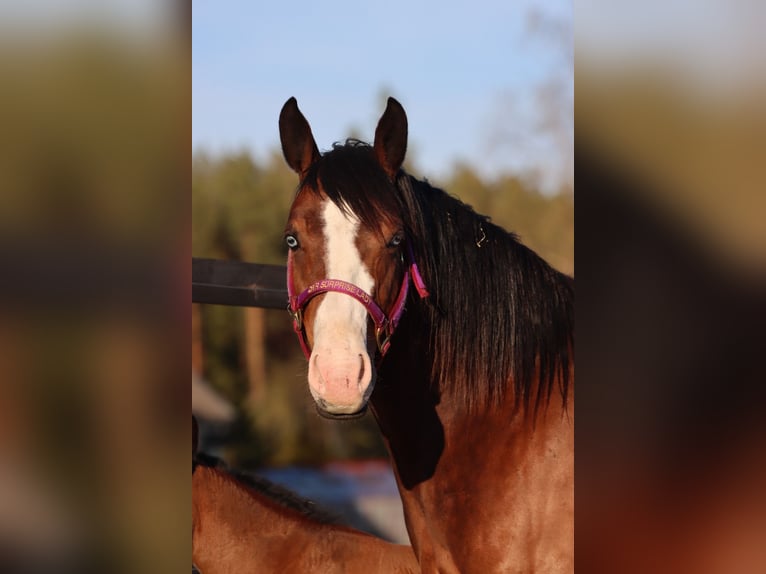 American Quarter Horse Stute 7 Jahre 147 cm Brauner in Travelsjö