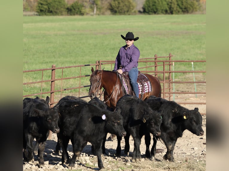 American Quarter Horse Stute 7 Jahre 147 cm Dunkelfuchs in Buffalo