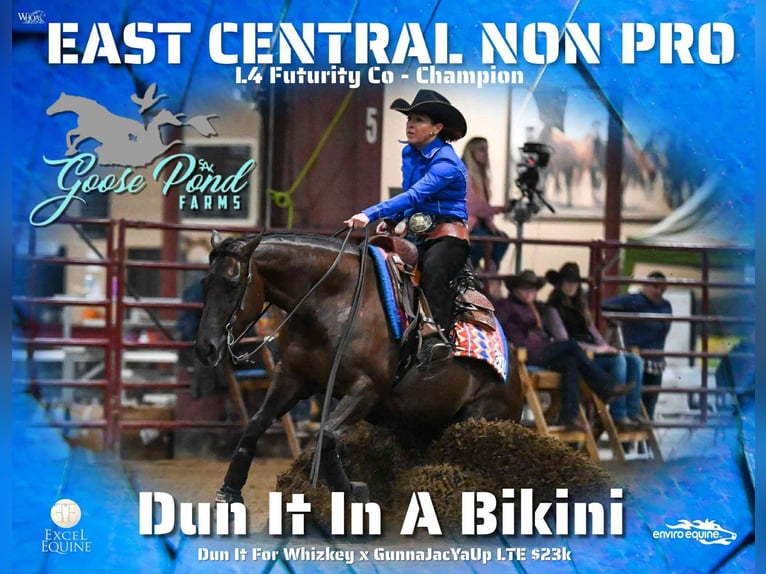 American Quarter Horse Stute 7 Jahre 147 cm Dunkelfuchs in Buffalo