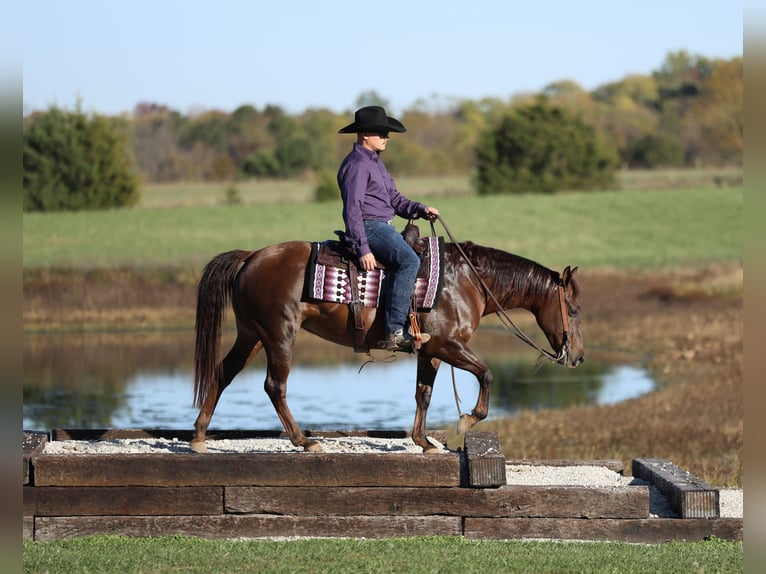 American Quarter Horse Stute 7 Jahre 147 cm Dunkelfuchs in Buffalo