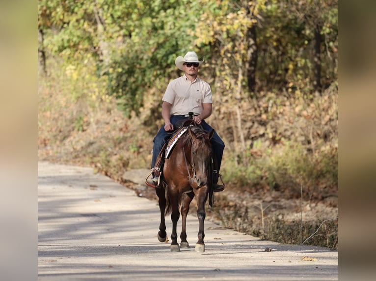 American Quarter Horse Stute 7 Jahre 147 cm Dunkelfuchs in Buffalo
