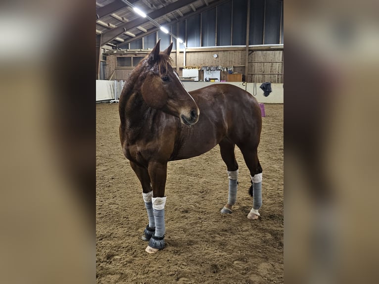 American Quarter Horse Stute 7 Jahre 147 cm Fuchs in Oberstaufen American Quarter Horse Stute 7 Jahre 147 cm Fuchs in Oberstaufen