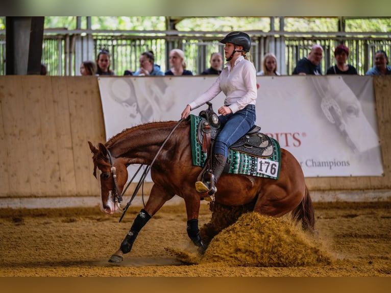 American Quarter Horse Stute 7 Jahre 147 cm Fuchs in Lahn