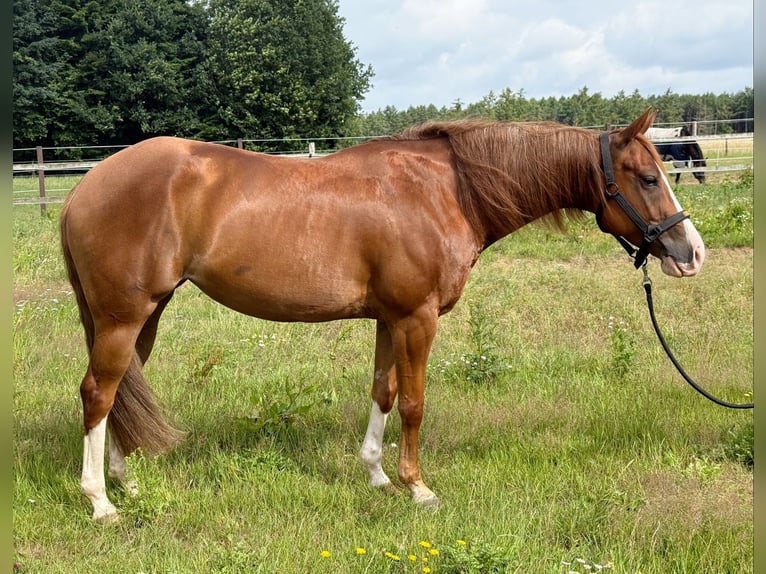 American Quarter Horse Stute 7 Jahre 147 cm Fuchs in Lahn