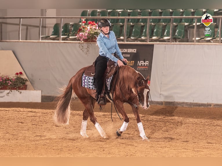 American Quarter Horse Stute 7 Jahre 147 cm Fuchs in Lahn