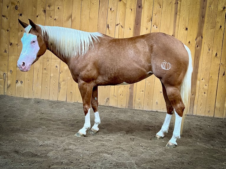 American Quarter Horse Stute 7 Jahre 147 cm Palomino in Sheffield