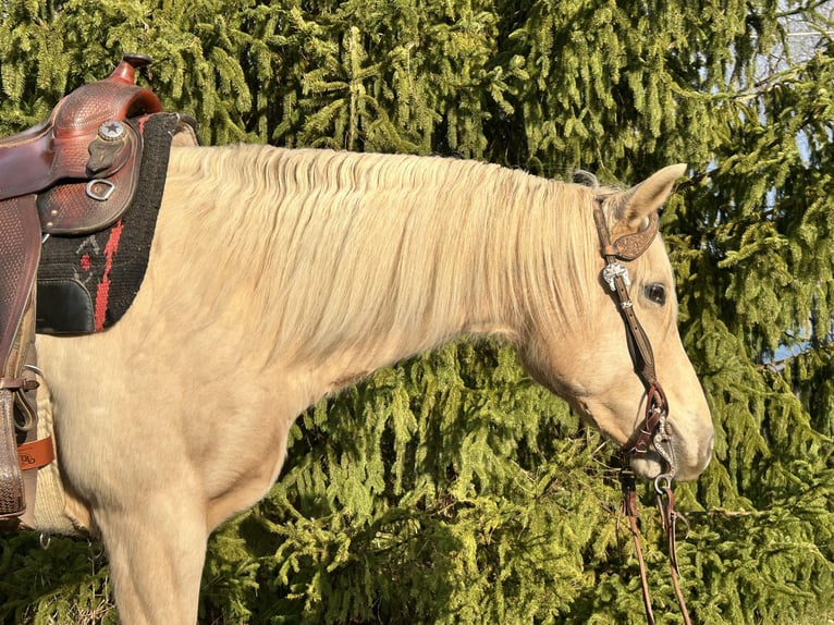 American Quarter Horse Stute 7 Jahre 147 cm Palomino in Burgettstown, PA