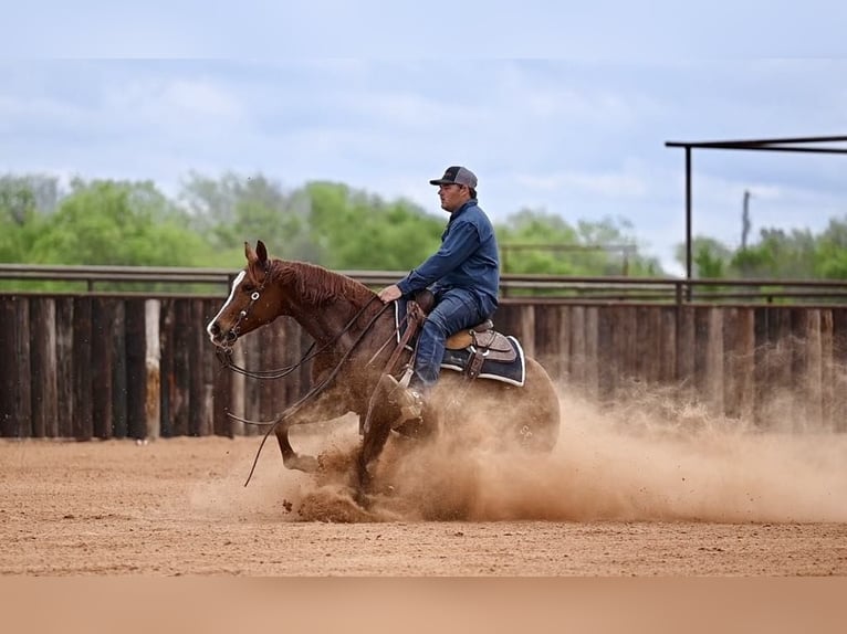 American Quarter Horse Stute 7 Jahre 147 cm in Weatherford, TX