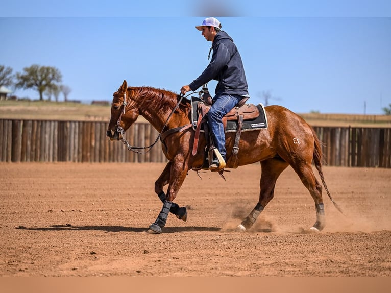 American Quarter Horse Stute 7 Jahre 147 cm in Weatherford, TX