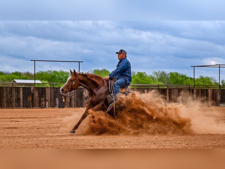 American Quarter Horse Stute 7 Jahre 147 cm in Weatherford, TX