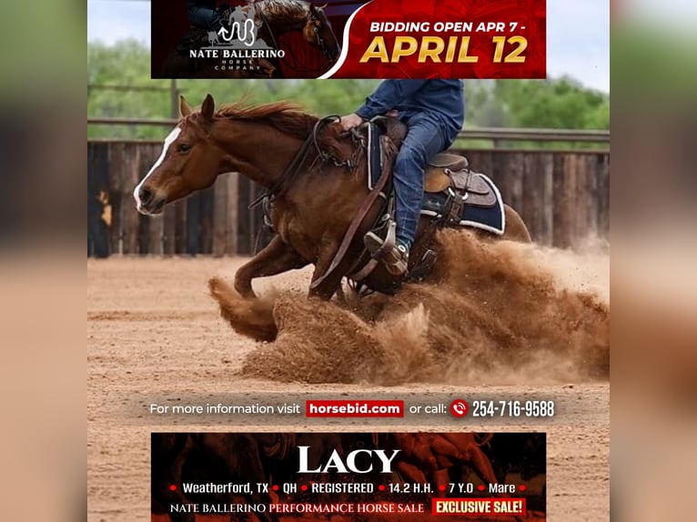 American Quarter Horse Stute 7 Jahre 147 cm in Weatherford, TX
