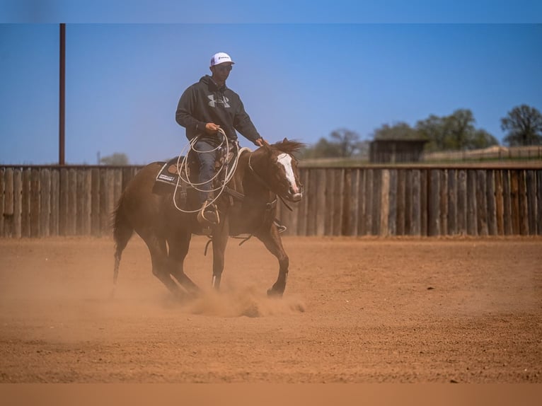 American Quarter Horse Stute 7 Jahre 147 cm in Weatherford, TX