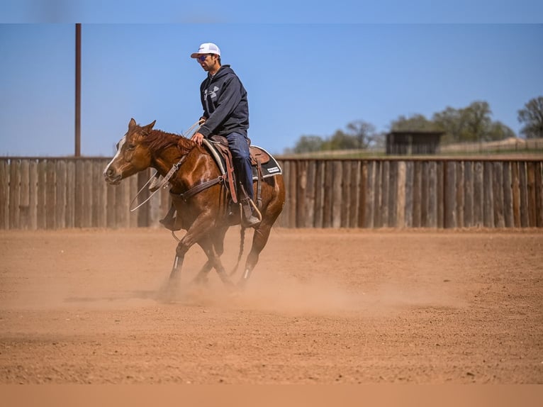 American Quarter Horse Stute 7 Jahre 147 cm in Weatherford, TX