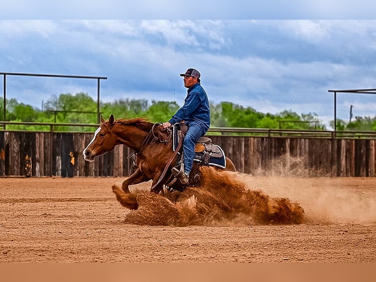 American Quarter Horse Stute 7 Jahre 147 cm in Weatherford, TX