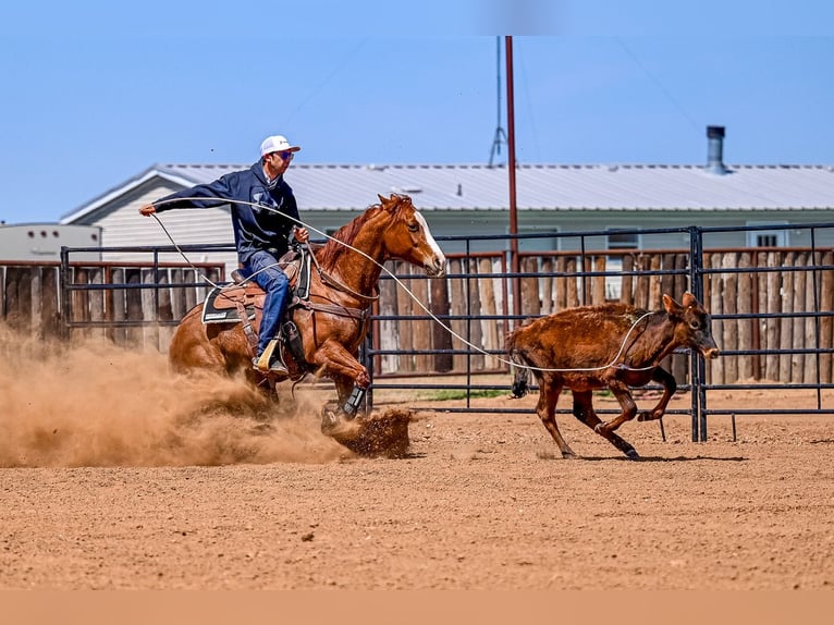 American Quarter Horse Stute 7 Jahre 147 cm in Weatherford, TX