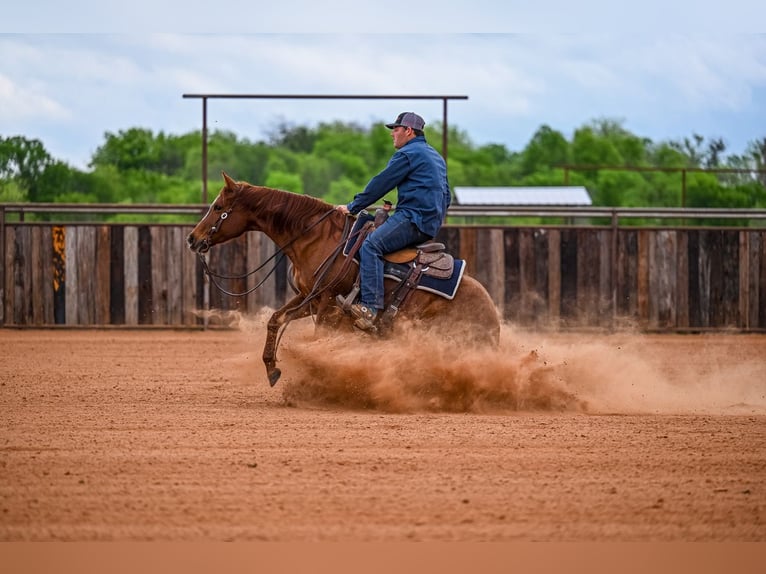 American Quarter Horse Stute 7 Jahre 147 cm in Weatherford, TX