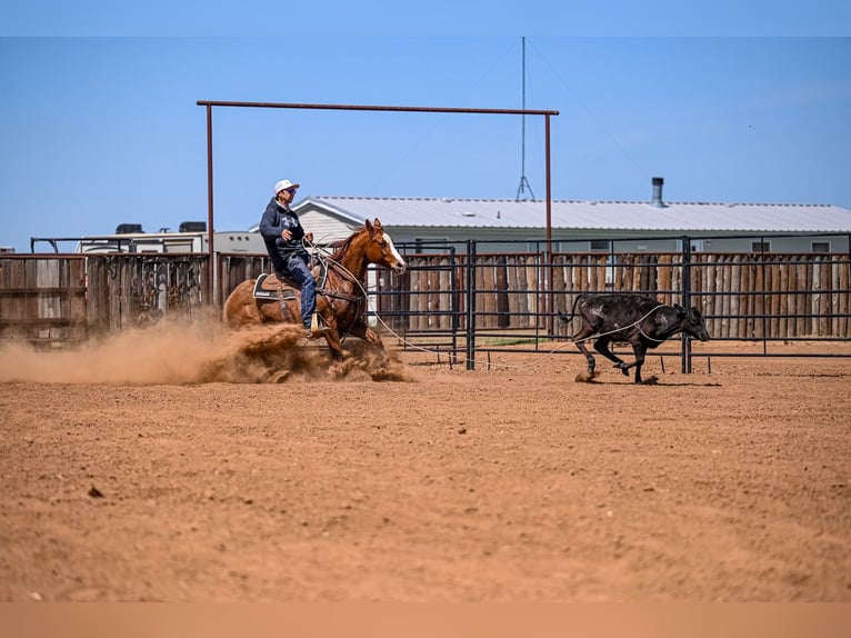 American Quarter Horse Stute 7 Jahre 147 cm in Weatherford, TX