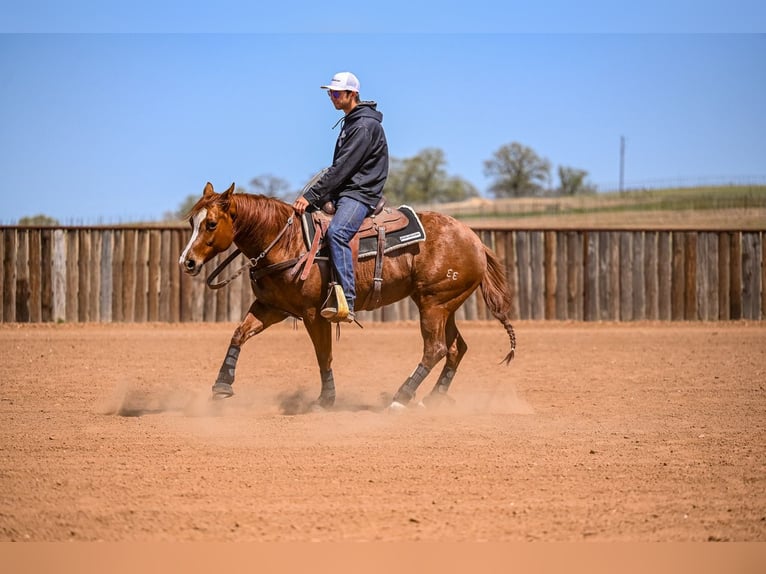 American Quarter Horse Stute 7 Jahre 147 cm in Weatherford, TX