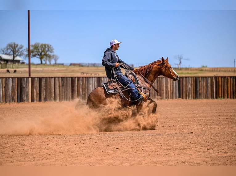 American Quarter Horse Stute 7 Jahre 147 cm in Weatherford, TX